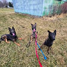 Dog Walking St catharines - Photo 4