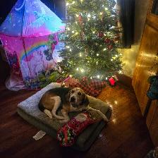 Dog Walking St catharines - Photo 6