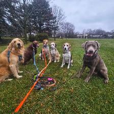 Dog Walking St catharines - Photo 7