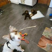 Dog Walking St catharines - Photo 8