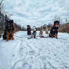 Dog Walking St catharines - Photo 9