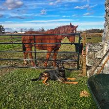 Dog Walking St catharines - Photo 10