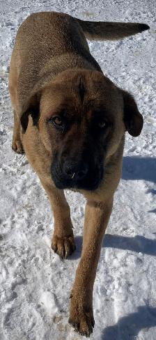 For Sale: Puppies - Photo 2