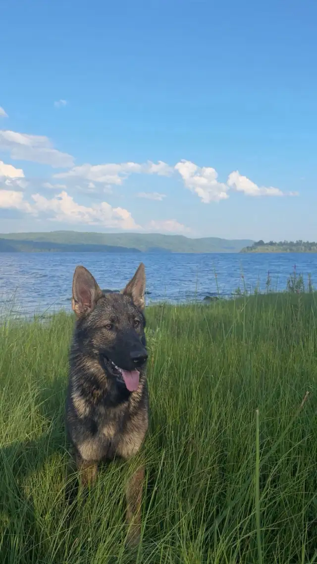 German Shepherd 1.5 yrs old - Photo 2