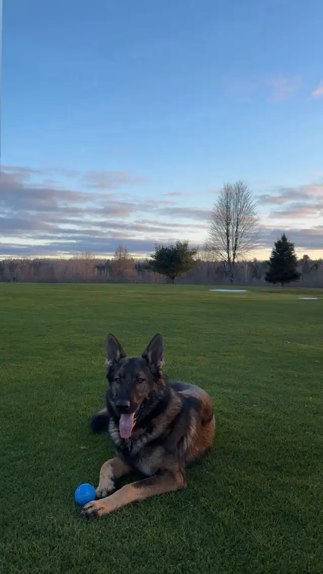 German Shepherd 1.5 yrs old - Photo 3