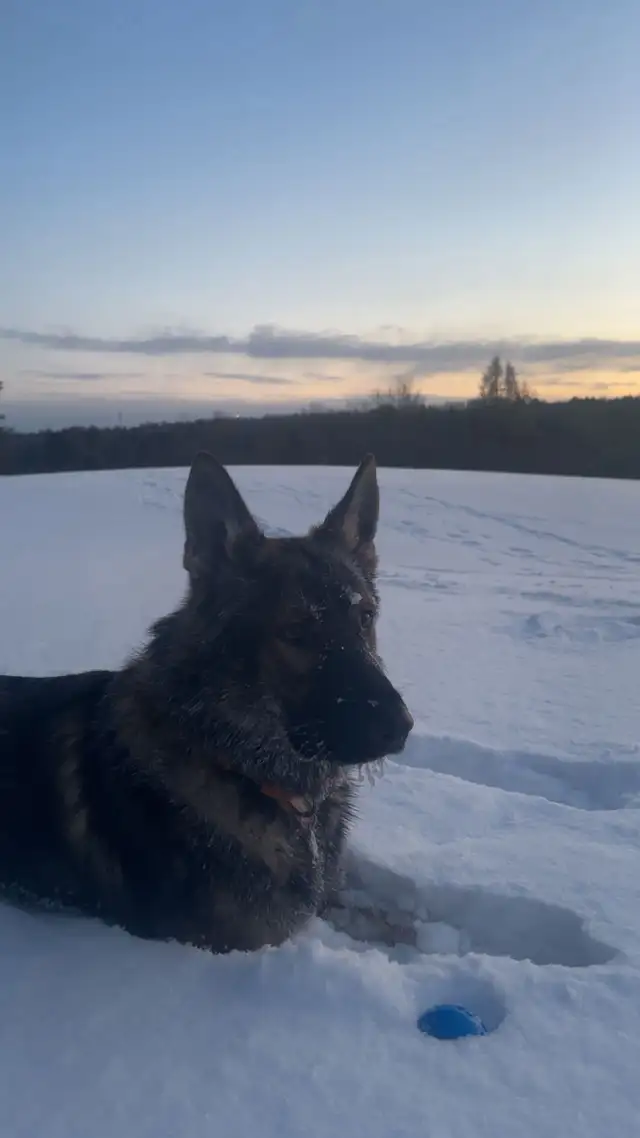 German Shepherd 1.5 yrs old - Photo 4