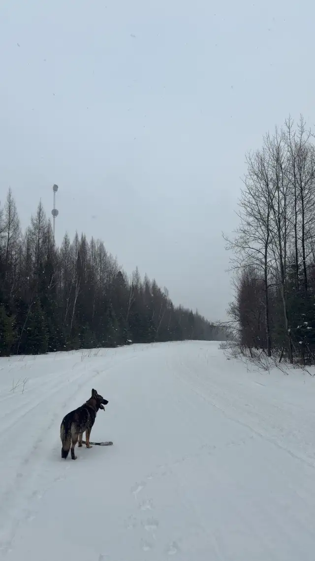 German Shepherd 1.5 yrs old - Photo 5