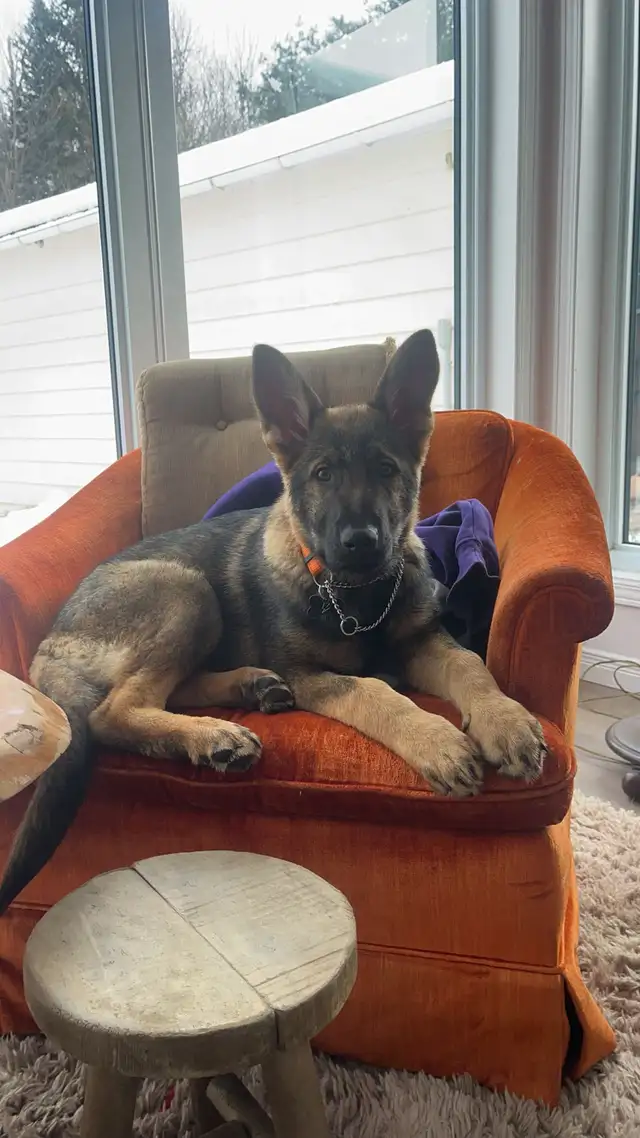 German Shepherd 1.5 yrs old - Photo 6