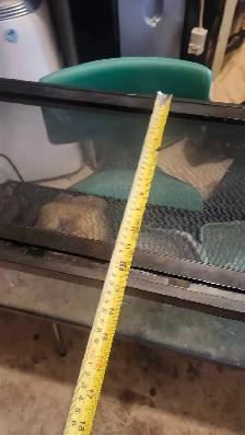 2 aquariums 10 gallon and 20 gallon - Photo 9