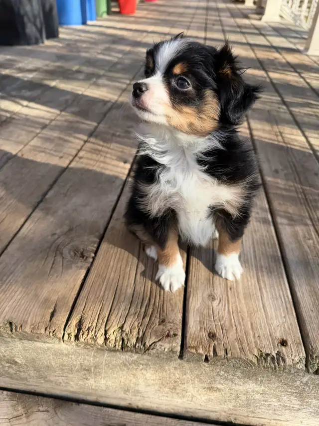 toy Australian shepherd