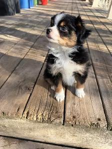 toy Australian shepherd