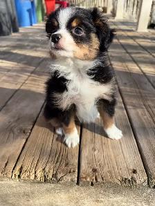 toy Australian shepherd - Photo 2