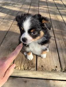 toy Australian shepherd - Photo 3