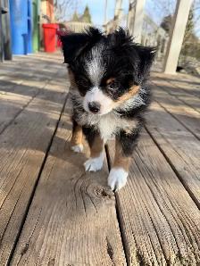 toy Australian shepherd - Photo 4