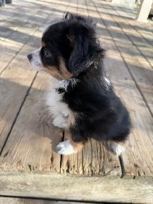 toy Australian shepherd - Photo 5