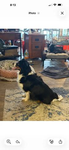 toy Australian shepherd - Photo 6