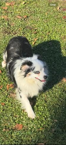 toy Australian shepherd - Photo 7