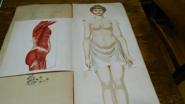 Anatomie  Couleur Antique 1900 Dr.Esta  Cartonné 20 X 8 Pouces - Photo 2