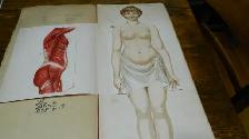 Anatomie  Couleur Antique 1900 Dr.Esta  Cartonné 20 X 8 Pouces - Photo 2
