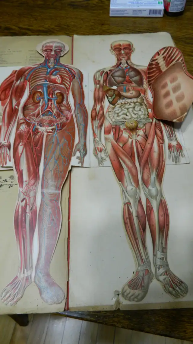 Anatomie  Couleur Antique 1900 Dr.Esta  Cartonné 20 X 8 Pouces - Photo 3