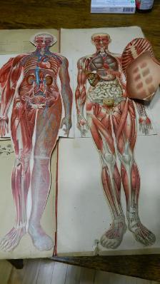 Anatomie  Couleur Antique 1900 Dr.Esta  Cartonné 20 X 8 Pouces - Photo 3