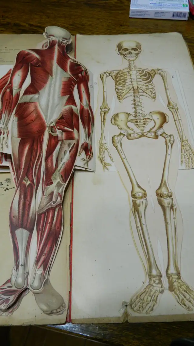 Anatomie  Couleur Antique 1900 Dr.Esta  Cartonné 20 X 8 Pouces - Photo 4
