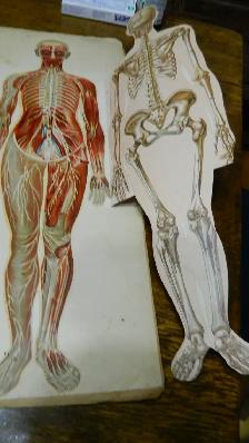 Anatomie  Couleur Antique 1900 Dr.Esta  Cartonné 20 X 8 Pouces - Photo 5