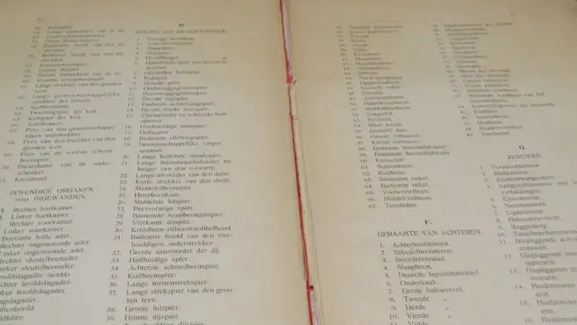 Anatomie  Couleur Antique 1900 Dr.Esta  Cartonné 20 X 8 Pouces - Photo 6