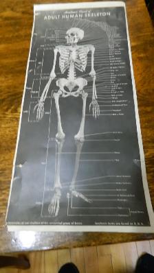 Anatomie  Couleur Antique 1900 Dr.Esta  Cartonné 20 X 8 Pouces - Photo 9