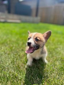 Corgi puppies - Photo 2