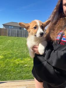 Corgi puppies - Photo 4