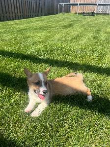 Corgi puppies - Photo 6