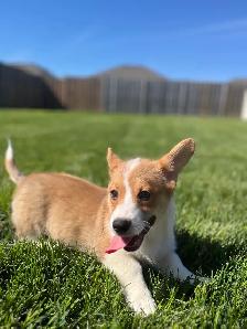Corgi puppies - Photo 8