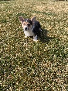 Corgi puppies - Photo 9