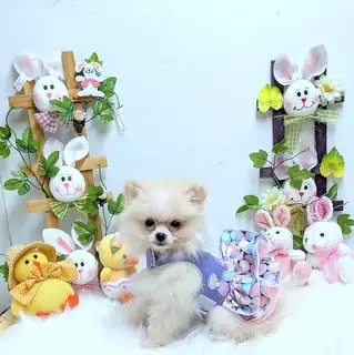 Poméranienne . 2  --  1 crème  -- 1 blanche- PRET A PARTIR