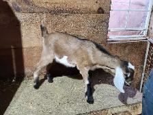 Nubian Kid - Photo 2