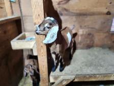 Nubian Kid - Photo 3