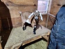 Nubian Kid - Photo 4