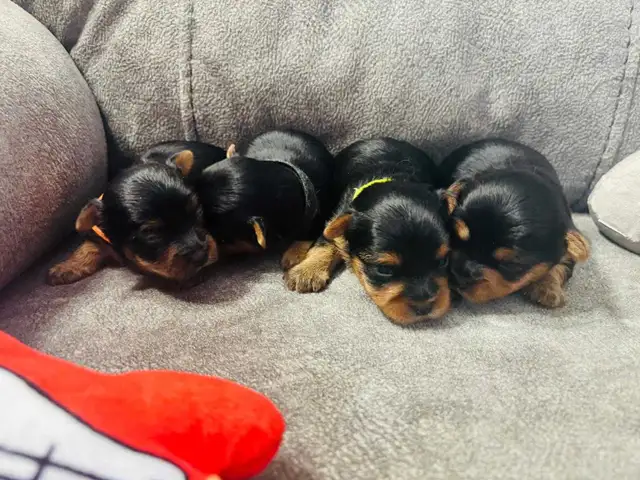 Yorkie puppies