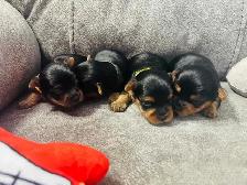 Yorkie puppies