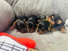 Yorkie puppies - Photo 2