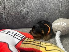 Yorkie puppies - Photo 3