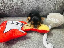 Yorkie puppies - Photo 4