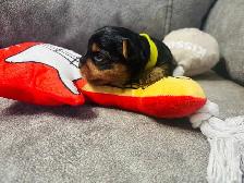 Yorkie puppies - Photo 5