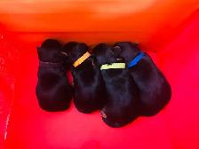 Yorkie puppies - Photo 7