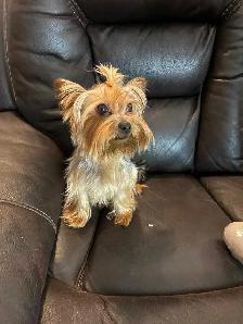 Yorkie puppies - Photo 8