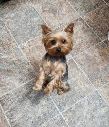 Yorkie puppies - Photo 9