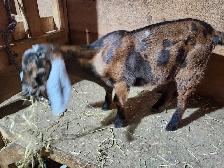 Nubian doeling - Photo 2