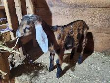 Nubian doeling - Photo 3