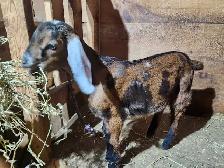 Nubian doeling - Photo 4